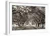 Canopy-Lucy Aron-Framed Photographic Print