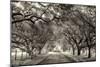 Canopy-Lucy Aron-Mounted Photographic Print