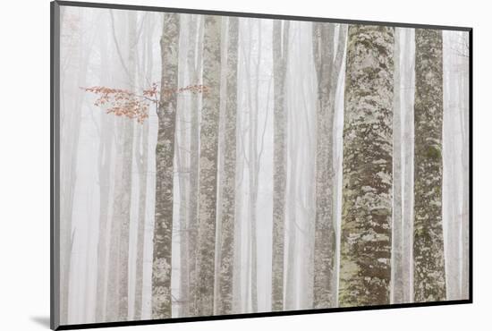 Cansiglio forest, Treviso province, Veneto, North Italy, Italy, Europe. Details of trunks-ClickAlps-Mounted Photographic Print