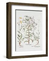 Canterbury Bell, German, 18th Century-null-Framed Giclee Print