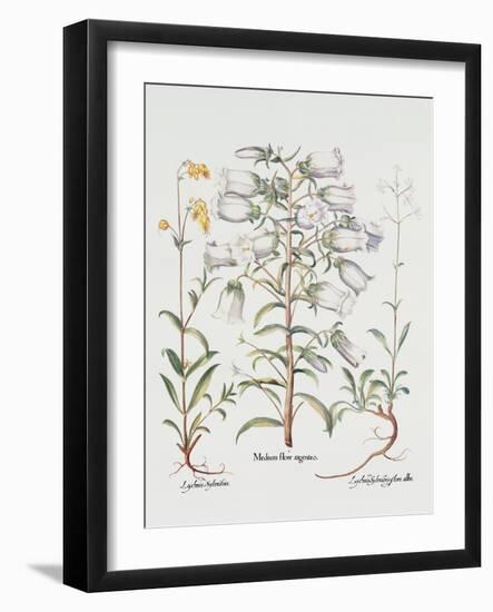 Canterbury Bell, German, 18th Century-null-Framed Giclee Print