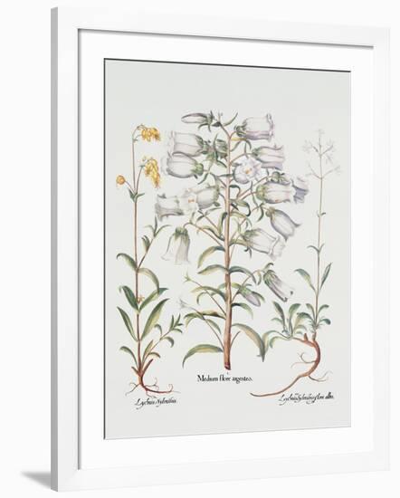 Canterbury Bell, German, 18th Century-null-Framed Giclee Print