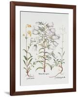 Canterbury Bell, German, 18th Century-null-Framed Giclee Print