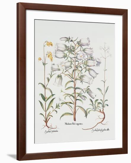 Canterbury Bell, German, 18th Century-null-Framed Giclee Print