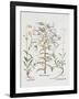 Canterbury Bell, German, 18th Century-null-Framed Giclee Print