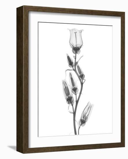 Canterbury Bell-Albert Koetsier-Framed Art Print