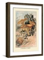 Canthareius Cibarius-William Hamilton Gibson-Framed Art Print