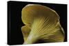 Cantharellus Cibarius (Chanterelle, Egg Mushroom)-Paul Starosta-Stretched Canvas