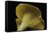 Cantharellus Cibarius (Chanterelle, Egg Mushroom)-Paul Starosta-Framed Stretched Canvas