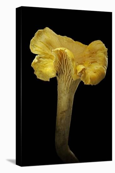Cantharellus Cibarius (Chanterelle, Egg Mushroom)-Paul Starosta-Stretched Canvas