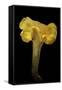 Cantharellus Cibarius (Chanterelle, Egg Mushroom)-Paul Starosta-Framed Stretched Canvas