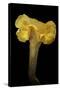 Cantharellus Cibarius (Chanterelle, Egg Mushroom)-Paul Starosta-Stretched Canvas