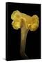 Cantharellus Cibarius (Chanterelle, Egg Mushroom)-Paul Starosta-Framed Stretched Canvas