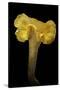 Cantharellus Cibarius (Chanterelle, Egg Mushroom)-Paul Starosta-Stretched Canvas