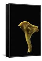 Cantharellus Cibarius (Chanterelle, Egg Mushroom)-Paul Starosta-Framed Stretched Canvas