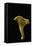 Cantharellus Cibarius (Chanterelle, Egg Mushroom)-Paul Starosta-Framed Stretched Canvas