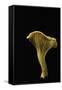 Cantharellus Cibarius (Chanterelle, Egg Mushroom)-Paul Starosta-Framed Stretched Canvas