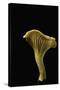 Cantharellus Cibarius (Chanterelle, Egg Mushroom)-Paul Starosta-Stretched Canvas