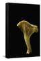 Cantharellus Cibarius (Chanterelle, Egg Mushroom)-Paul Starosta-Framed Stretched Canvas