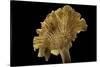 Cantharellus Cibarius (Chanterelle, Egg Mushroom)-Paul Starosta-Stretched Canvas