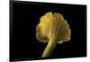 Cantharellus Cibarius (Chanterelle, Egg Mushroom)-Paul Starosta-Framed Photographic Print