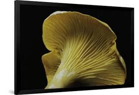 Cantharellus Cibarius (Chanterelle, Egg Mushroom)-Paul Starosta-Framed Photographic Print