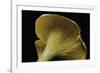 Cantharellus Cibarius (Chanterelle, Egg Mushroom)-Paul Starosta-Framed Photographic Print