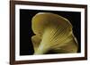 Cantharellus Cibarius (Chanterelle, Egg Mushroom)-Paul Starosta-Framed Photographic Print