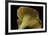 Cantharellus Cibarius (Chanterelle, Egg Mushroom)-Paul Starosta-Framed Photographic Print