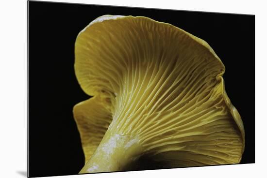 Cantharellus Cibarius (Chanterelle, Egg Mushroom)-Paul Starosta-Mounted Photographic Print