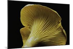 Cantharellus Cibarius (Chanterelle, Egg Mushroom)-Paul Starosta-Mounted Photographic Print