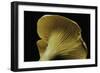 Cantharellus Cibarius (Chanterelle, Egg Mushroom)-Paul Starosta-Framed Photographic Print