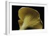 Cantharellus Cibarius (Chanterelle, Egg Mushroom)-Paul Starosta-Framed Photographic Print