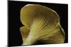 Cantharellus Cibarius (Chanterelle, Egg Mushroom)-Paul Starosta-Mounted Photographic Print