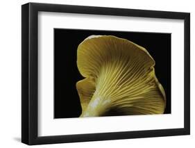 Cantharellus Cibarius (Chanterelle, Egg Mushroom)-Paul Starosta-Framed Photographic Print