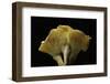 Cantharellus Cibarius (Chanterelle, Egg Mushroom)-Paul Starosta-Framed Photographic Print