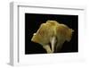 Cantharellus Cibarius (Chanterelle, Egg Mushroom)-Paul Starosta-Framed Photographic Print