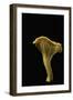 Cantharellus Cibarius (Chanterelle, Egg Mushroom)-Paul Starosta-Framed Photographic Print