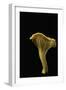 Cantharellus Cibarius (Chanterelle, Egg Mushroom)-Paul Starosta-Framed Photographic Print