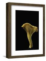 Cantharellus Cibarius (Chanterelle, Egg Mushroom)-Paul Starosta-Framed Photographic Print