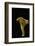 Cantharellus Cibarius (Chanterelle, Egg Mushroom)-Paul Starosta-Framed Photographic Print