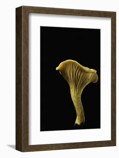 Cantharellus Cibarius (Chanterelle, Egg Mushroom)-Paul Starosta-Framed Photographic Print