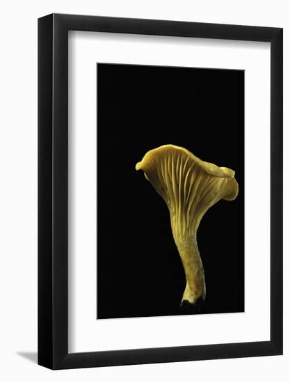 Cantharellus Cibarius (Chanterelle, Egg Mushroom)-Paul Starosta-Framed Photographic Print