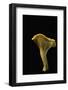 Cantharellus Cibarius (Chanterelle, Egg Mushroom)-Paul Starosta-Framed Photographic Print