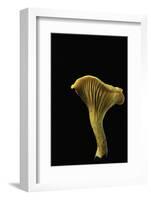 Cantharellus Cibarius (Chanterelle, Egg Mushroom)-Paul Starosta-Framed Photographic Print