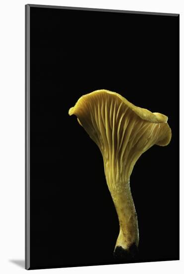 Cantharellus Cibarius (Chanterelle, Egg Mushroom)-Paul Starosta-Mounted Photographic Print
