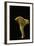 Cantharellus Cibarius (Chanterelle, Egg Mushroom)-Paul Starosta-Framed Photographic Print