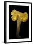 Cantharellus Cibarius (Chanterelle, Egg Mushroom)-Paul Starosta-Framed Photographic Print