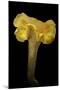 Cantharellus Cibarius (Chanterelle, Egg Mushroom)-Paul Starosta-Mounted Photographic Print