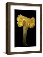 Cantharellus Cibarius (Chanterelle, Egg Mushroom)-Paul Starosta-Framed Photographic Print